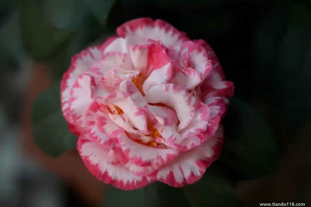 香港十大特產(chǎn)你吃過嗎？大灣網(wǎng)帶你來看看有哪些