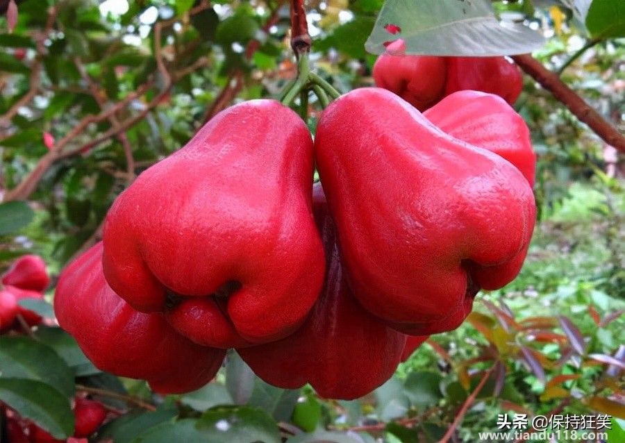 臺灣十大特產排行榜 臺灣特產什么最出名 來臺旅游值得帶的伴手禮