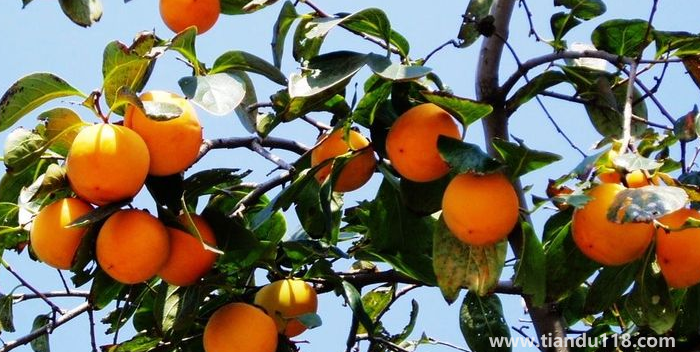 湖南邵陽這四種特產(chǎn)，遠(yuǎn)近聞名，看看你吃過哪幾種？