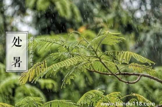 2022處暑之后天氣會涼快一些嗎(處暑吃什么食物養(yǎng)生)(圖2) 2022處暑之后天氣會涼快一些嗎2