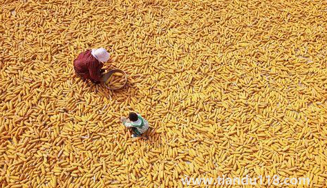 預言饑荒馬上要來了真的假的(中國是哪年鬧的饑荒)(圖1) 預言饑荒馬上要來了真的假的1
