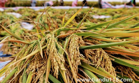 預言饑荒馬上要來了真的假的(中國是哪年鬧的饑荒)(圖2) 預言饑荒馬上要來了真的假的2