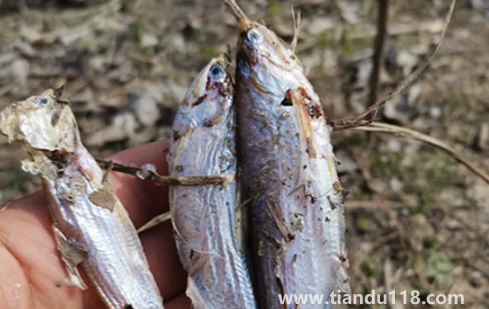 6000元一斤的長(zhǎng)江刀魚(yú)真的存在嗎2