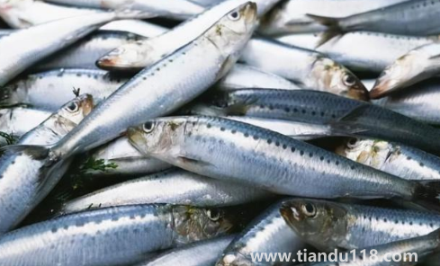 6000元一斤的長(zhǎng)江刀魚(yú)真的存在嗎1