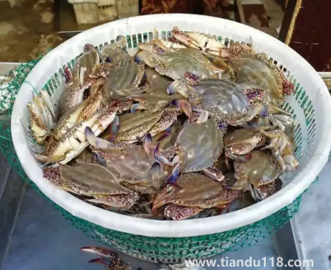 死梭子蟹吃了會有什么后果3