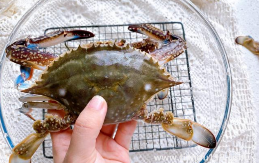 梭子蟹哪種好吃3