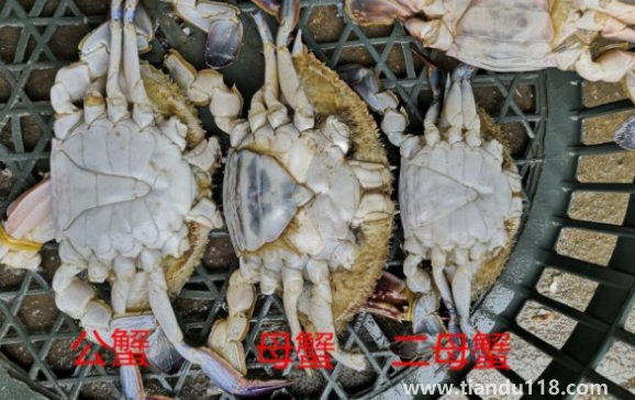 梭子蟹二母蟹會變成母蟹嗎3