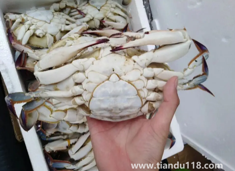 梭子蟹二母蟹和母蟹哪個(gè)好吃3