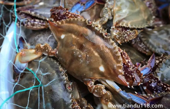 今天買(mǎi)的梭子蟹明天吃怎么辦2