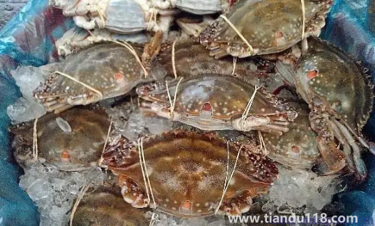 今天買(mǎi)的梭子蟹明天吃怎么辦3