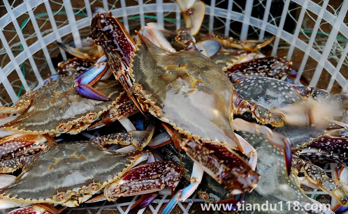 梭子蟹的蟹黃在哪里2