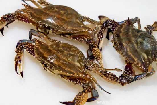 梭子蟹黃多還是大閘蟹黃多3