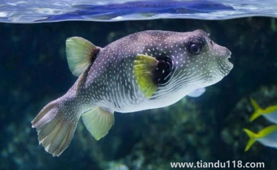 河豚哪里有毒最多最強2