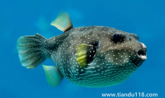 河豚哪里有毒最多最強3