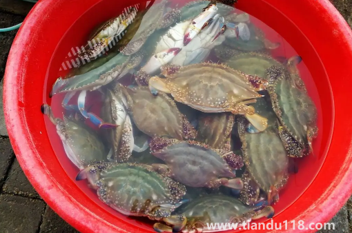 網上買梭子蟹為什么都是冷凍的3