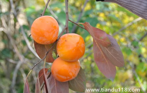 柿子和柿餅?zāi)膫€(gè)糖分高（柿子怎么做成柿餅）