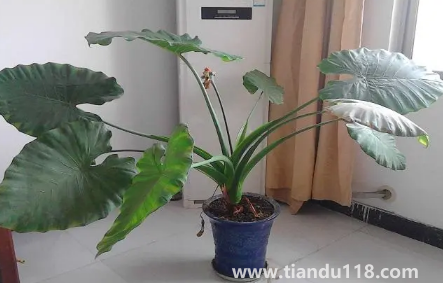 滴水觀音放家里能招財(cái)嗎1