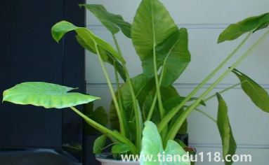 滴水觀音放家里能招財(cái)嗎3