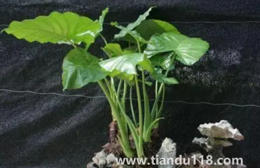 滴水觀音放家里能招財(cái)嗎2