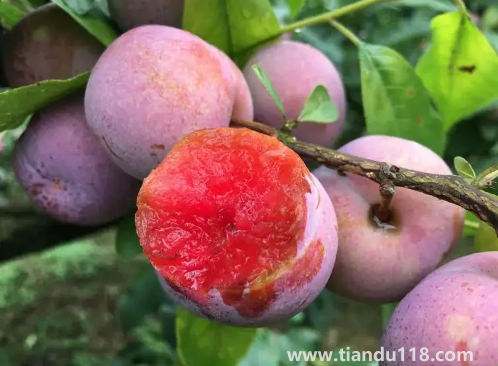 三華李幾月份成熟上市3