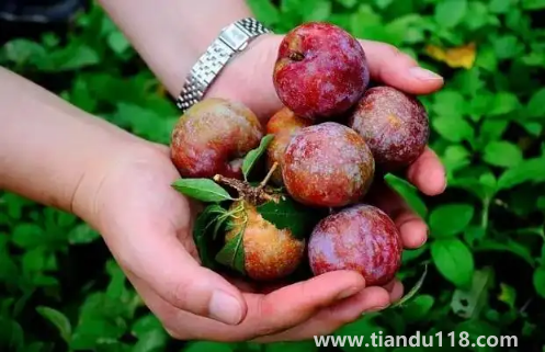 三華李的功效與作用3