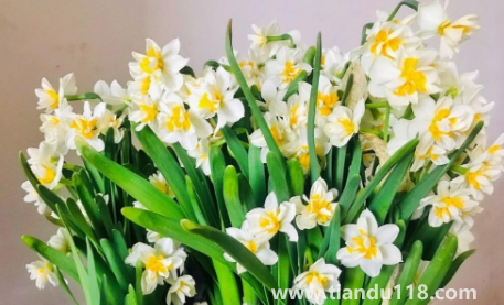 2022年11月能種水仙花嗎1