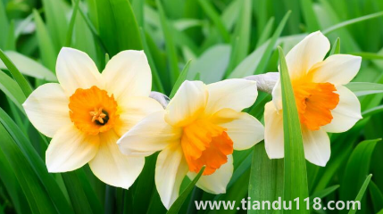 2022年11月能種水仙花嗎3