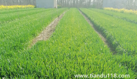 小麥?zhǔn)撬抵胺N還是之后3