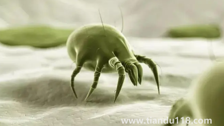 吹風(fēng)機能殺死螨蟲嗎3