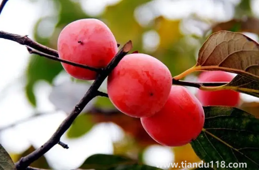 火葫蘆柿子吃軟的還是硬的2