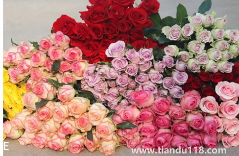 網(wǎng)上買的鮮花醒花后需要再剪根部嗎2