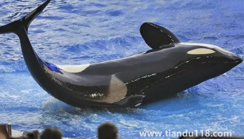 虎鯨15歲智商真的假的2