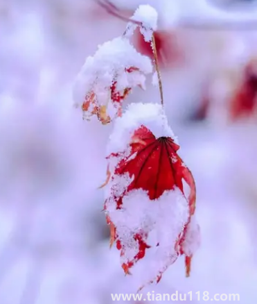 2022小雪過(guò)后就開始數(shù)九了嗎3