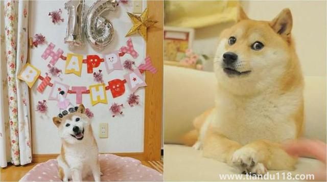 Doge表情包原型柴犬患白血病和肝?。ㄔ摬袢蔷W(wǎng)絡(luò)流行表情包“Doge”的原型）