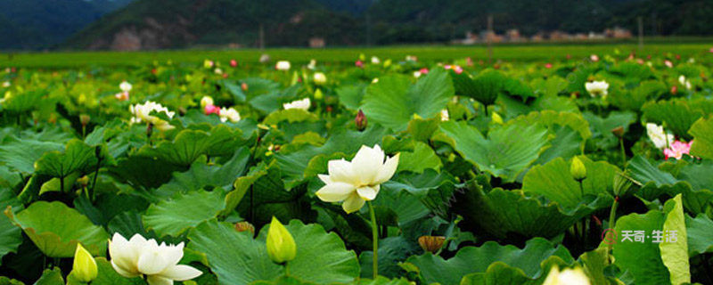 普者黑荷花是什么季節(jié)開(kāi)的