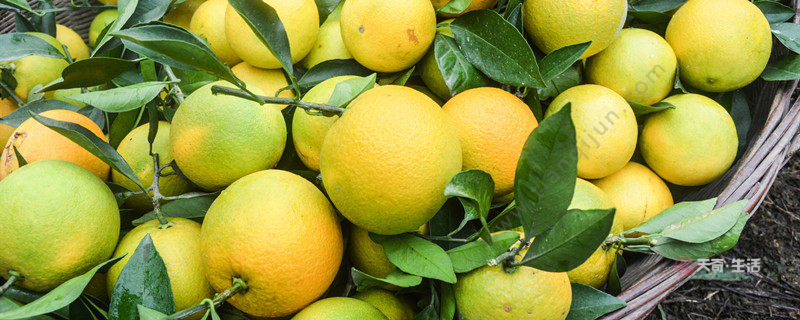 三亞有什么特產(chǎn)